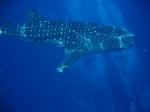 Whale shark - Open Ocean Guardian of the USS lagarto. click for Hi-Res image